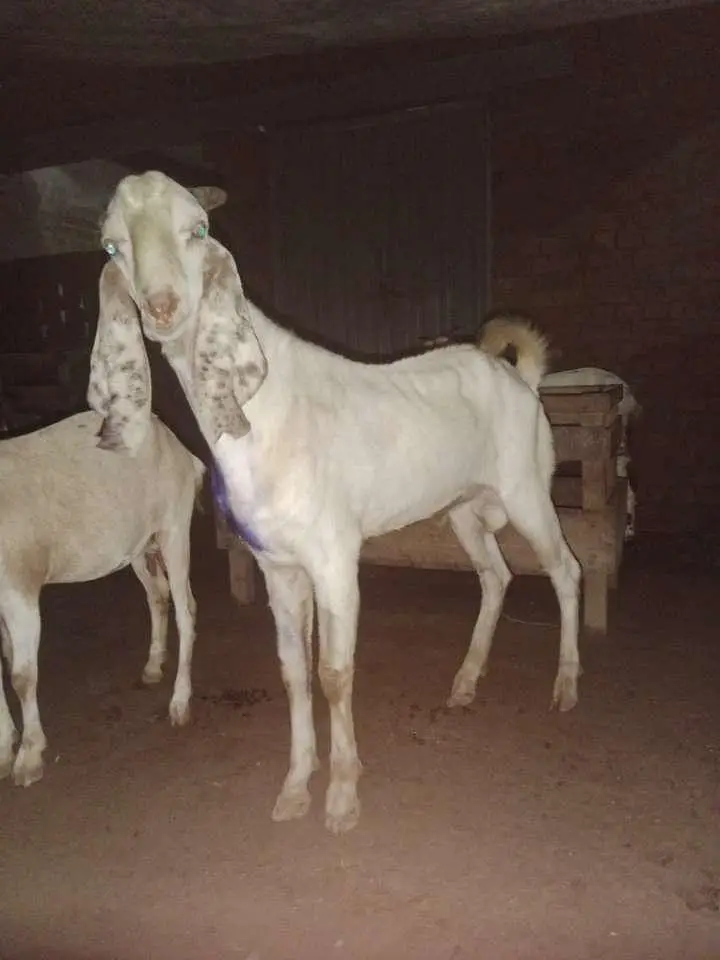 2 dant makhi chenna — photo 2