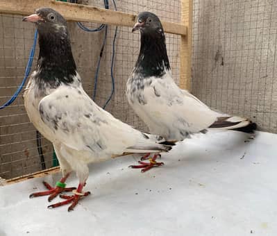 teddy bredr pair avil