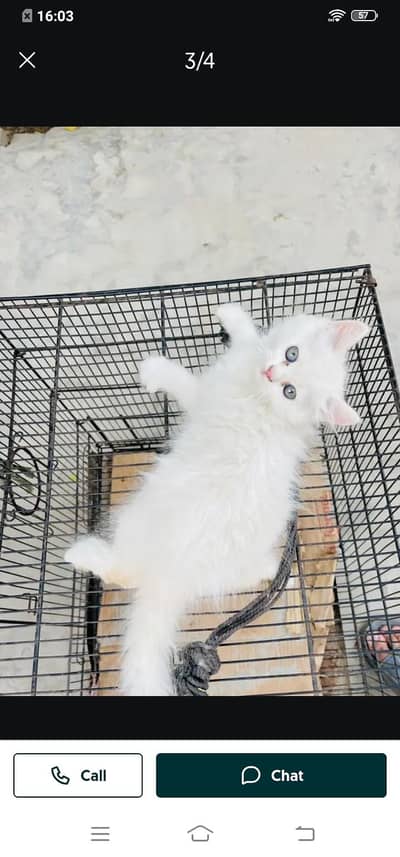 Persian cat for sale male or female my 307=93=30=944