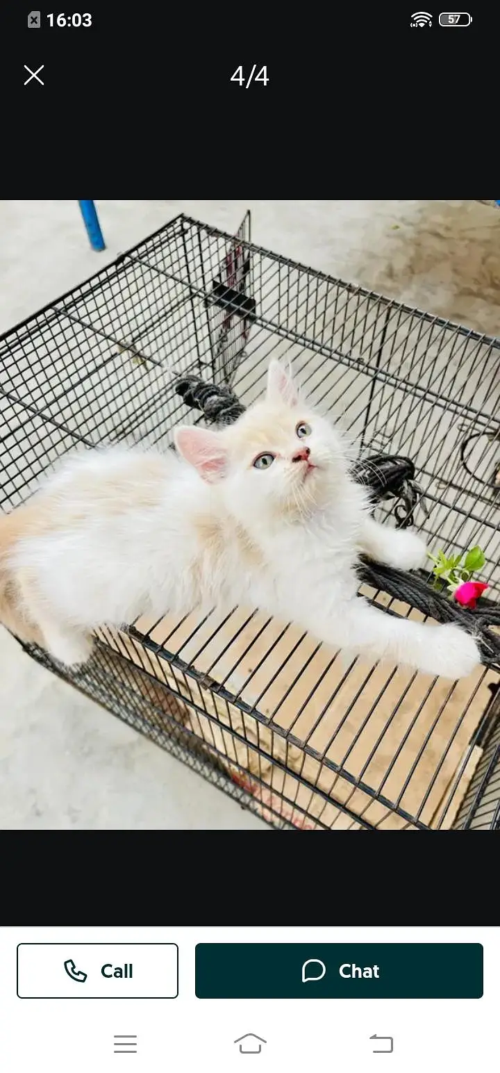 Persian cat for sale male or female my 307=93=30=944 — photo 2