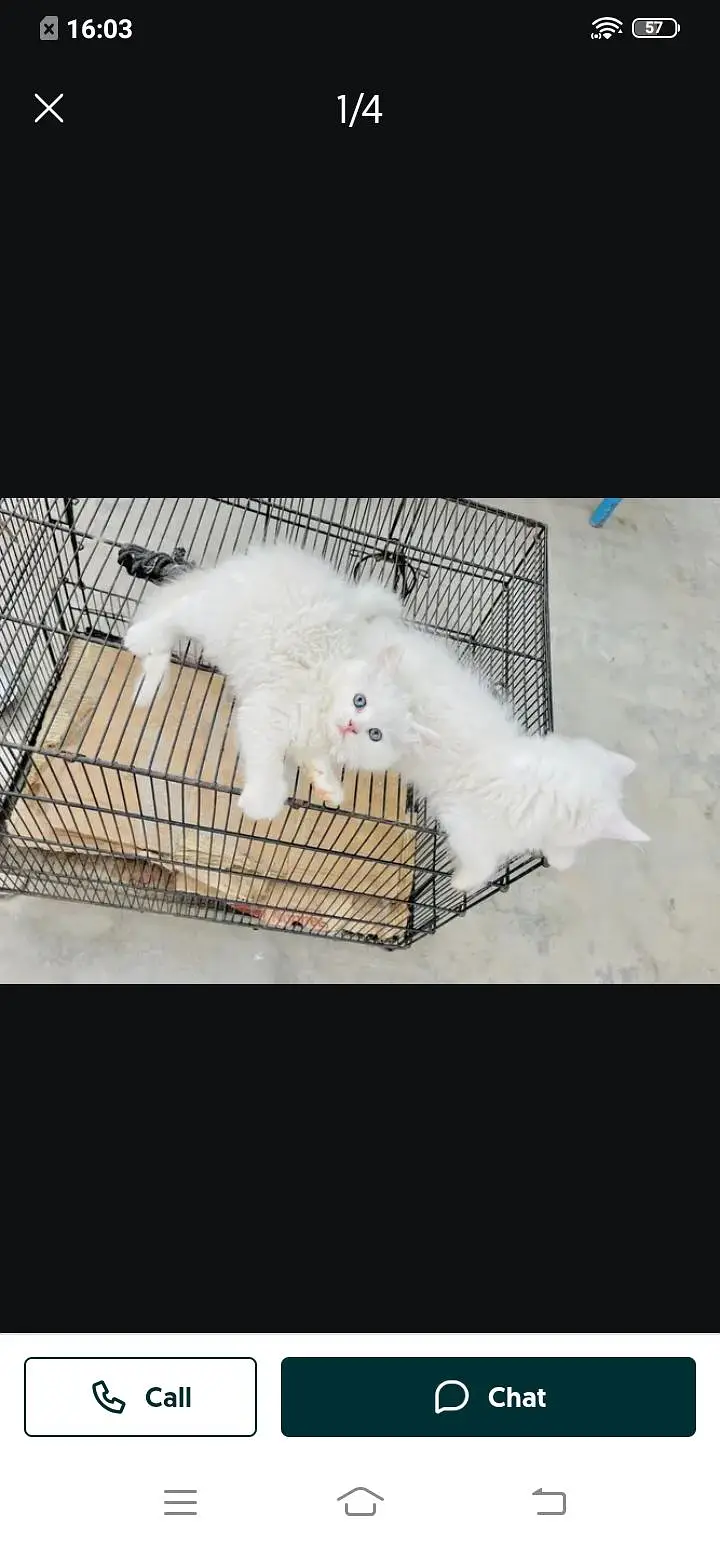 Persian cat for sale male or female my 307=93=30=944 — photo 3