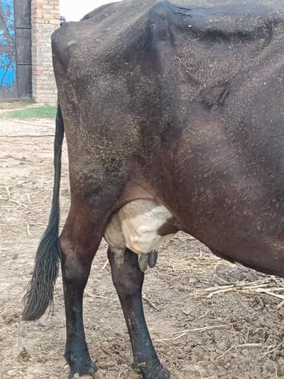 mix breed cow