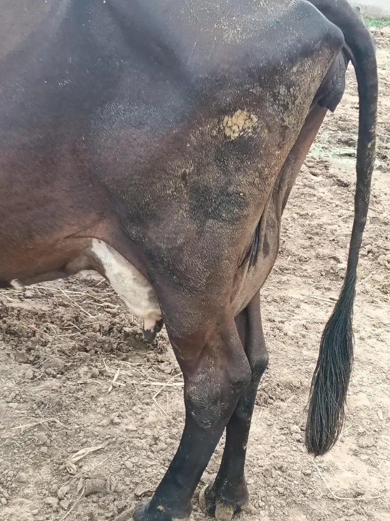 mix breed cow — photo 2