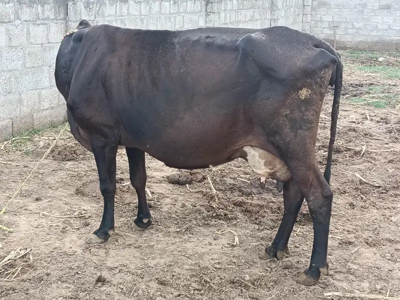mix breed cow — photo 3