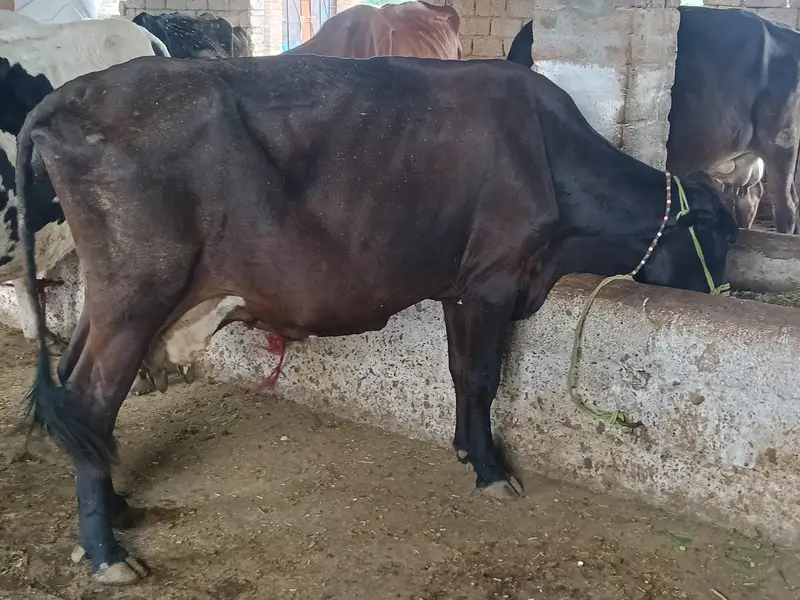 mix breed cow — photo 4