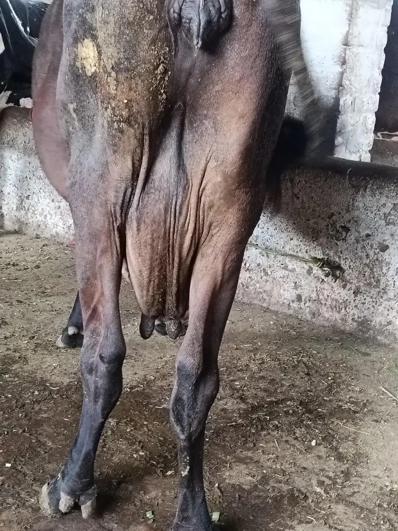 mix breed cow — photo 5