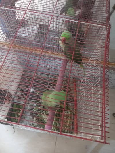 a pair of raw parrots for sale in yazman