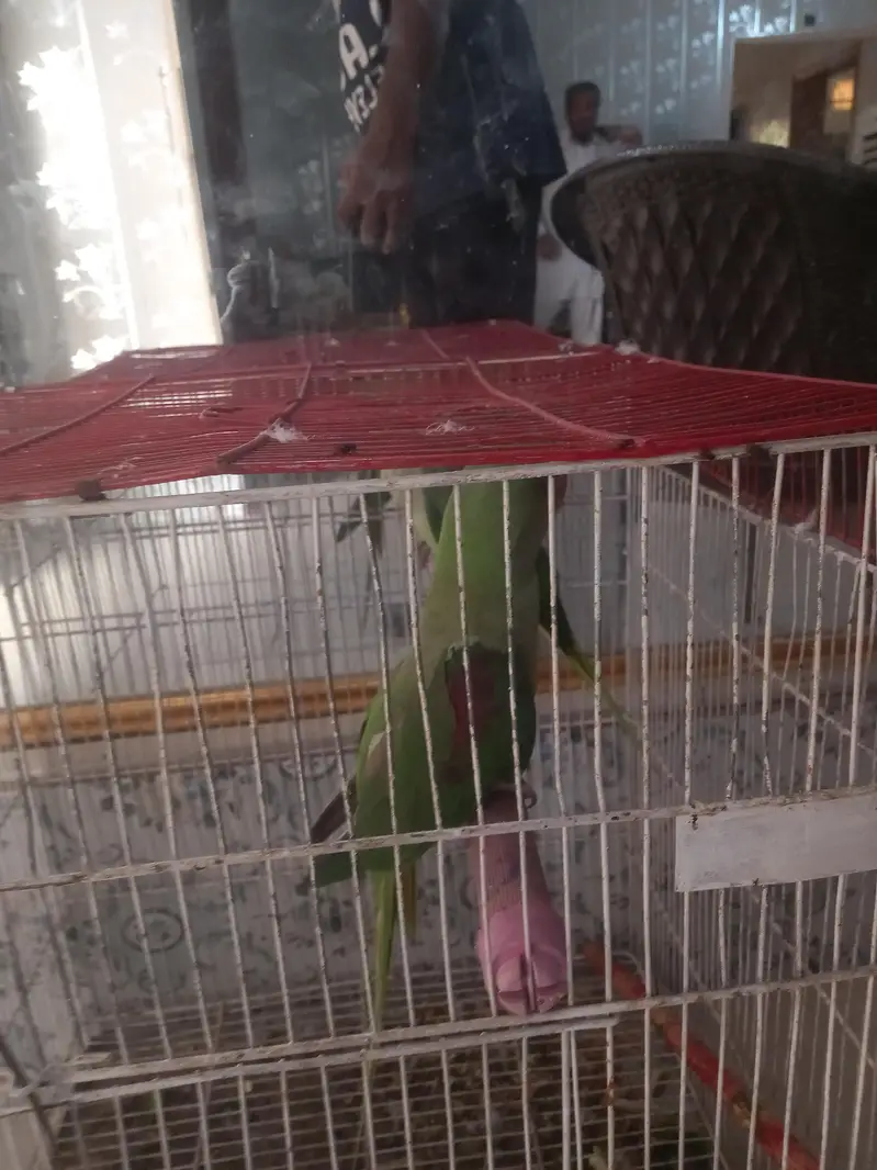 a pair of raw parrots for sale in yazman — photo 2