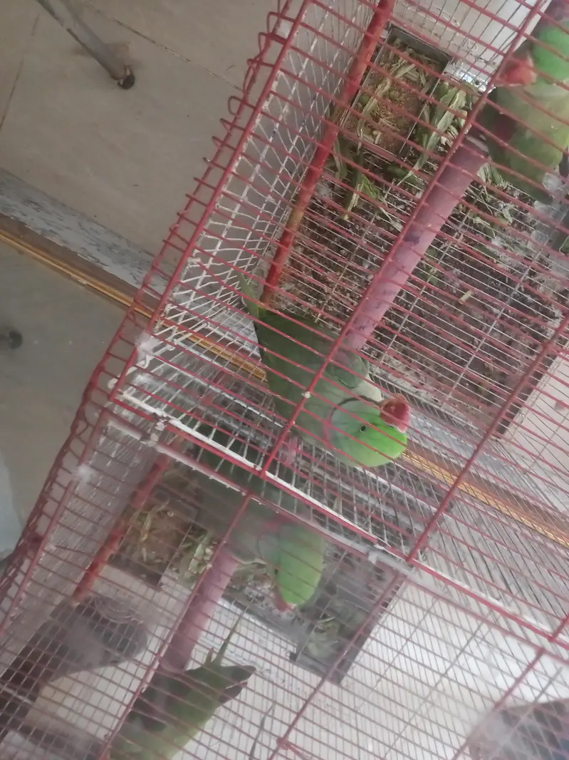 a pair of raw parrots for sale in yazman — photo 3