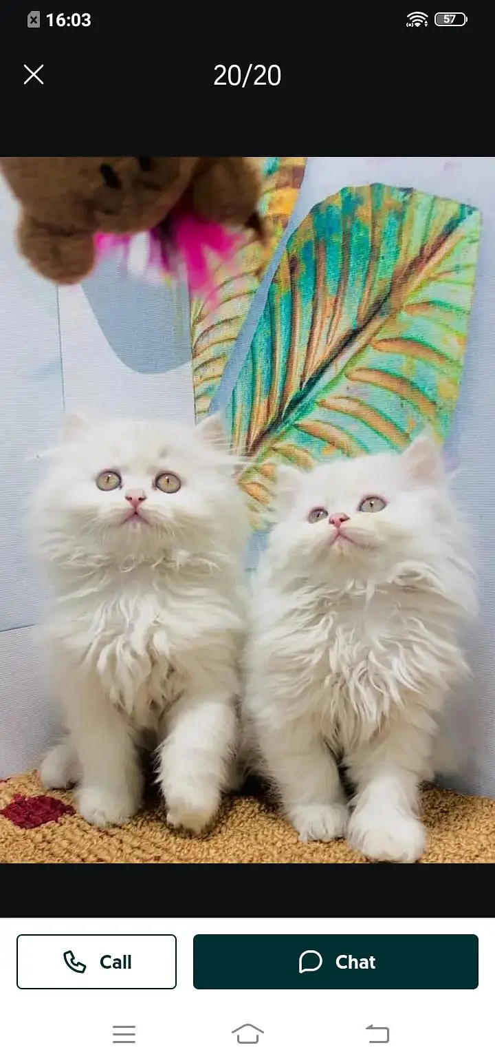 Persian cat for sale male or female my 307=93=30=944 — photo 2