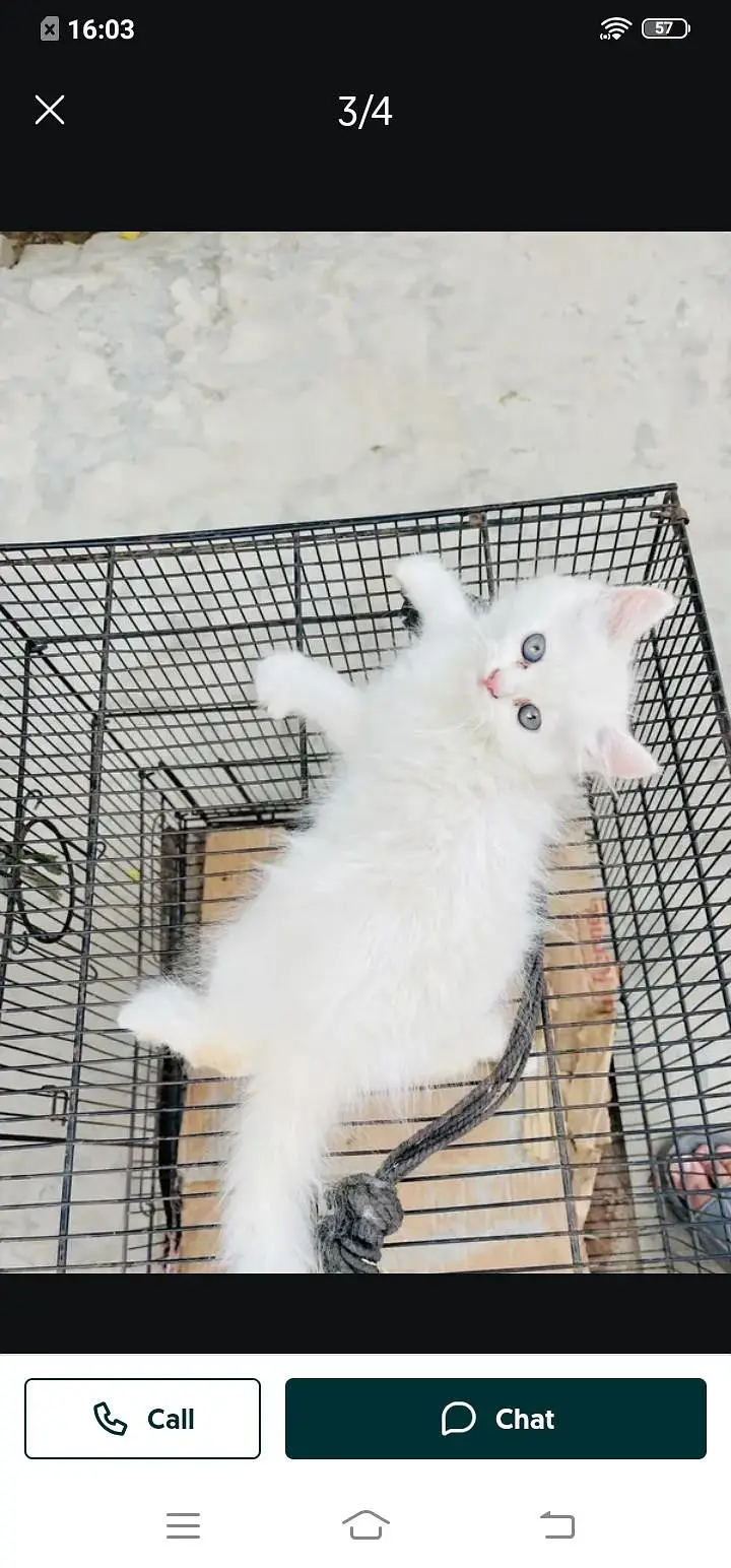 Persian cat for sale male or female my 307=93=30=944 — photo 3