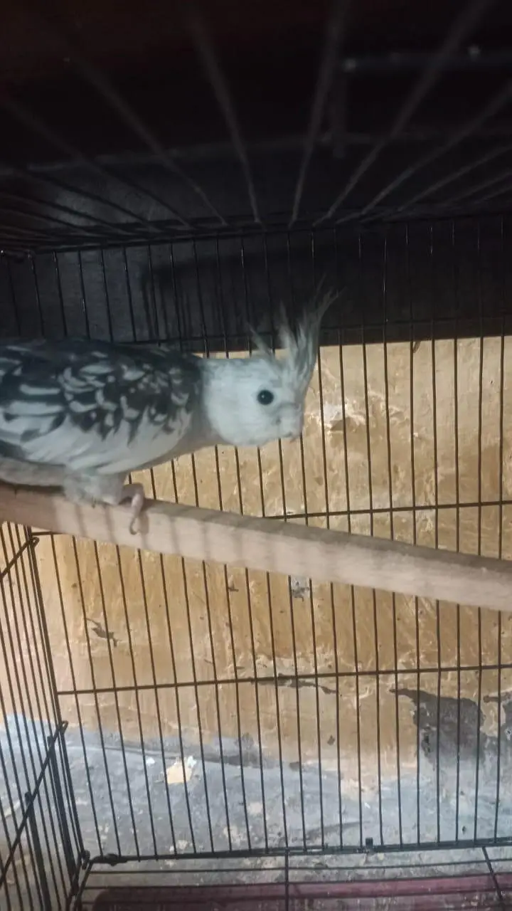 Cockatiel pair — photo 2