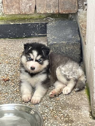 Siberian husky female pup blue eyes long hairs very active .