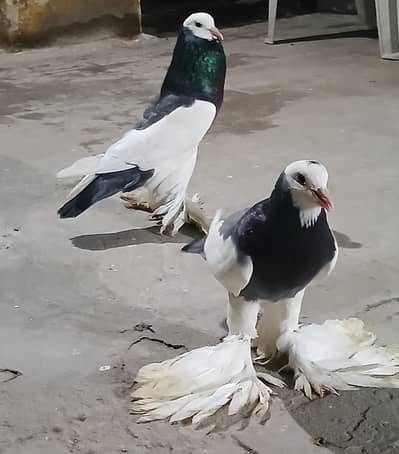 America bollon pair