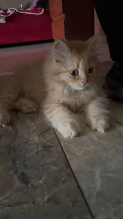 Playful persian kitten