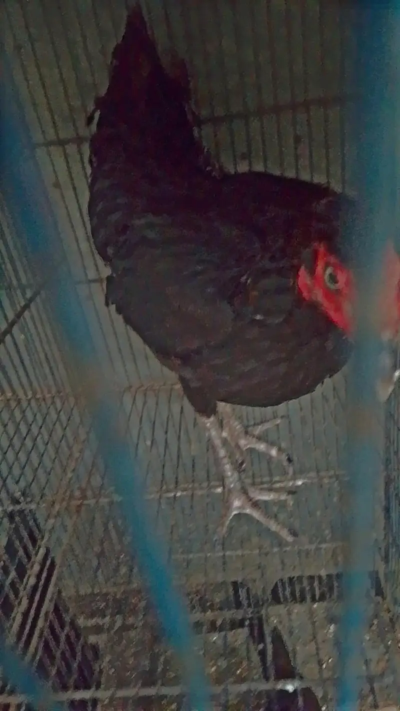 aseel pair one male 2 female — photo 7