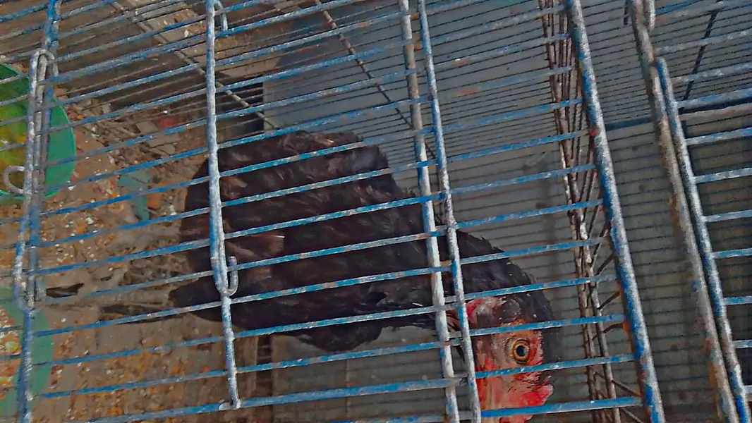aseel pair one male 2 female — photo 9