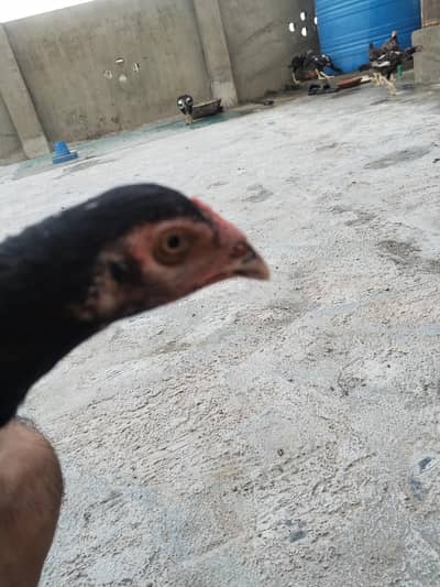 mianwali female and chicks for sale