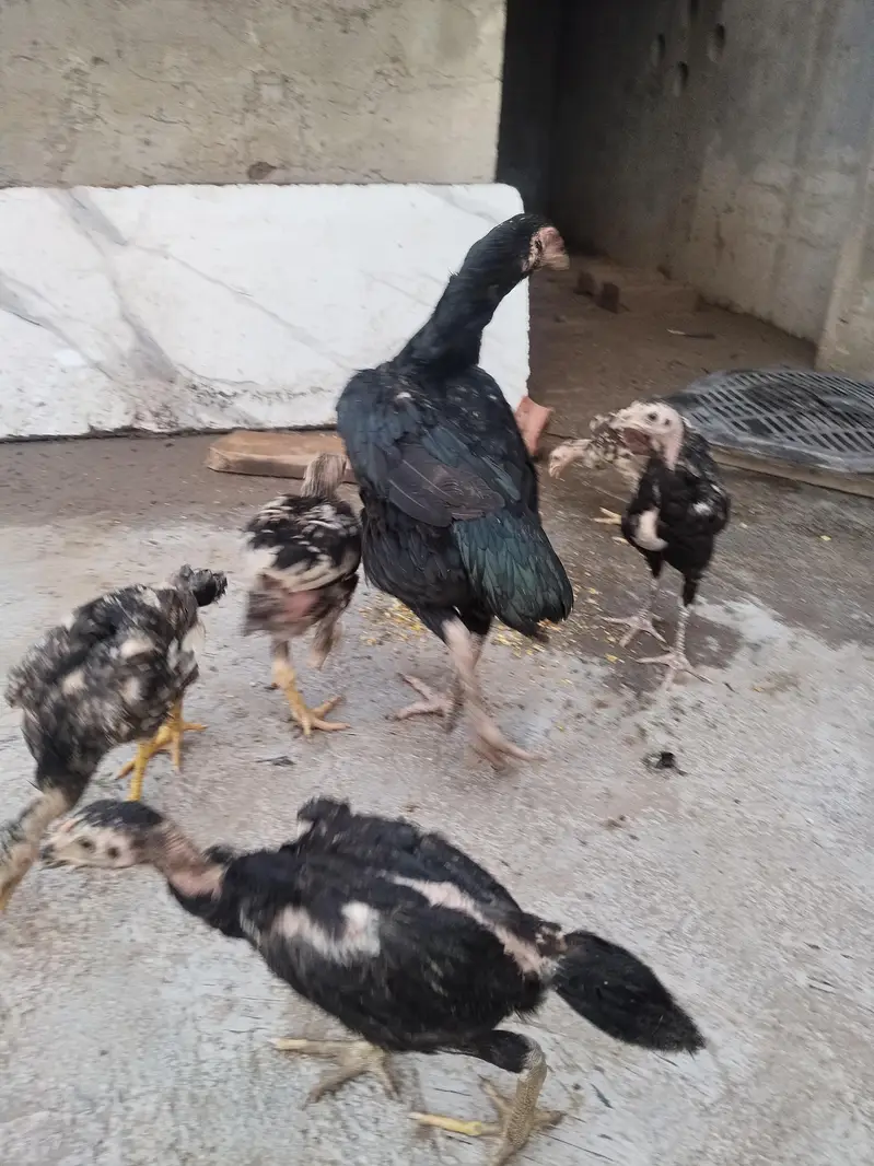 mianwali female and chicks for sale — photo 2