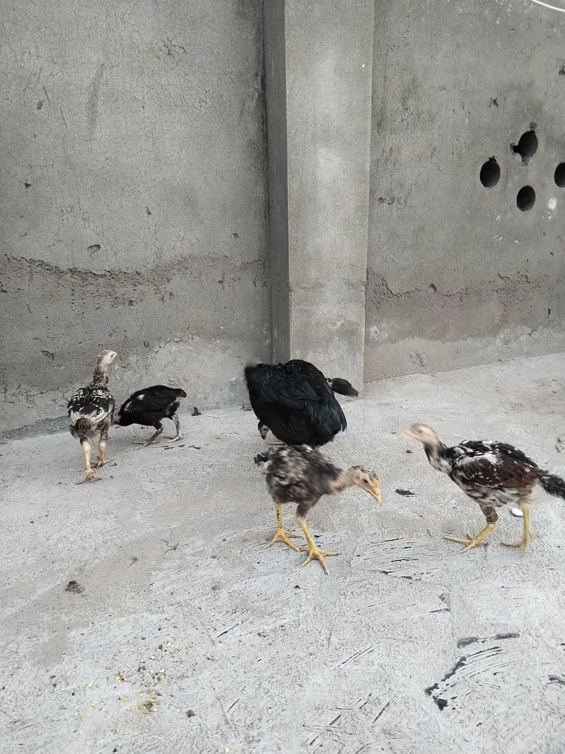 mianwali female and chicks for sale — photo 3