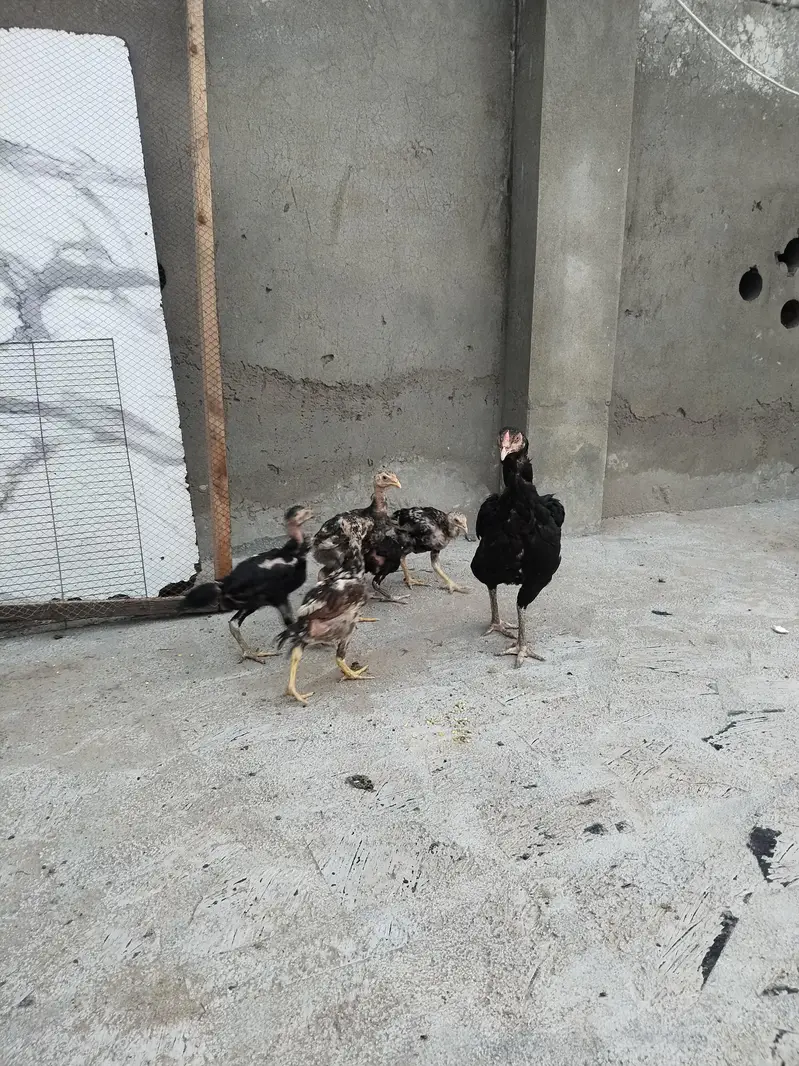 mianwali female and chicks for sale — photo 4