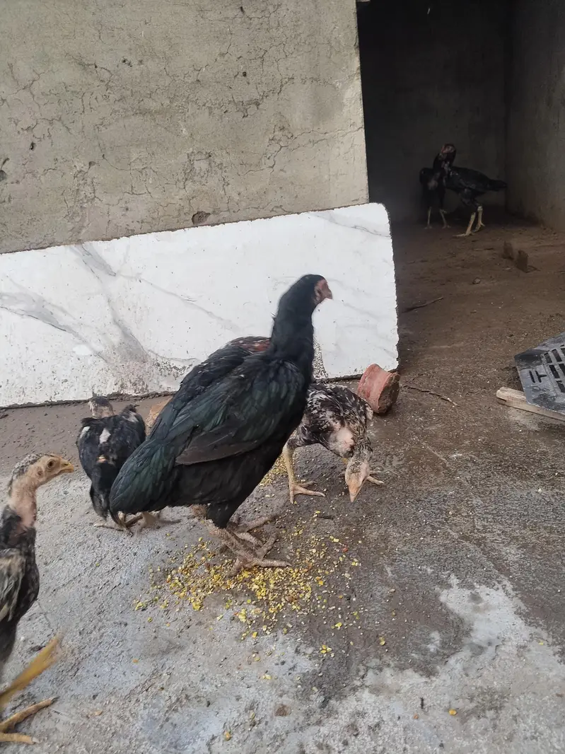 mianwali female and chicks for sale — photo 5