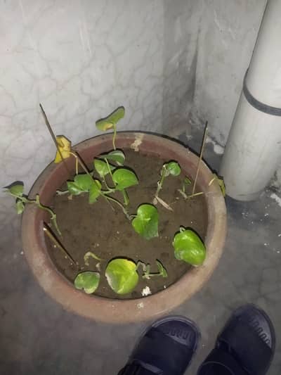 Money Plant
