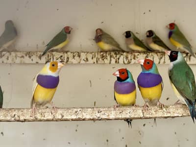 Lady Gouldian split blue & split redeyes available