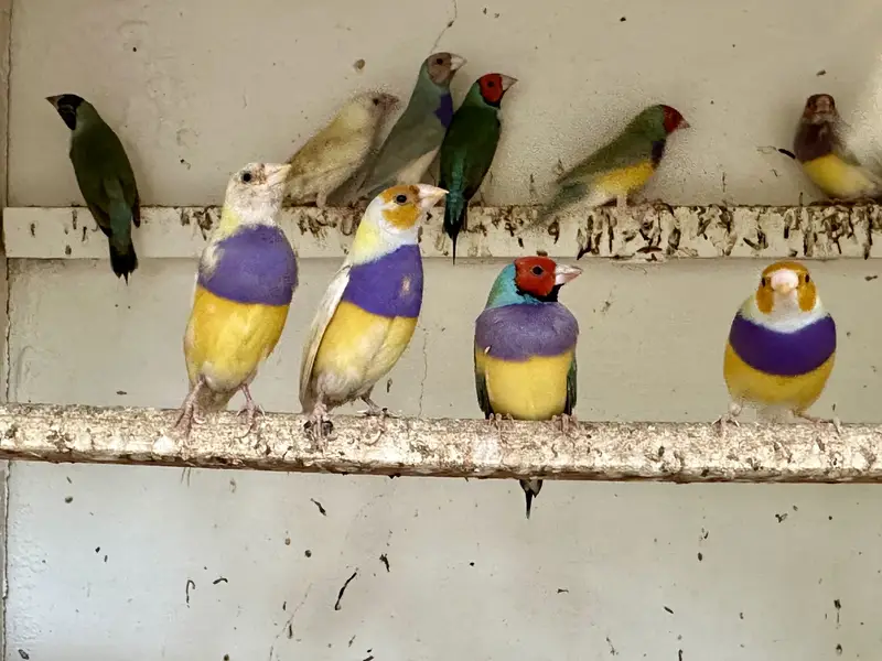Lady Gouldian split blue & split redeyes available — photo 2