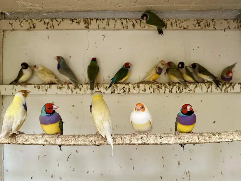 Lady Gouldian split blue & split redeyes available — photo 3