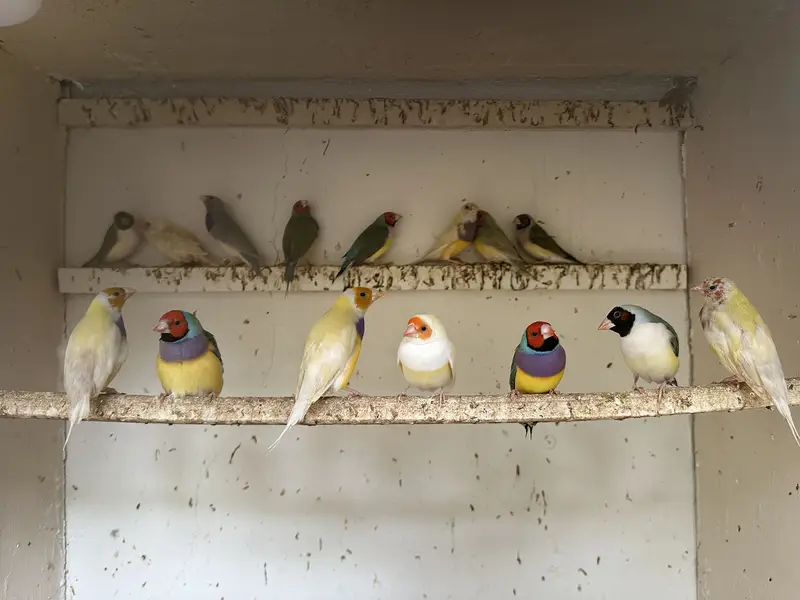 Lady Gouldian split blue & split redeyes available — photo 4