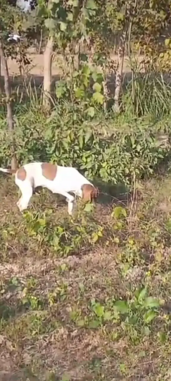 pure garman pointer female full train jall and fire — photo 3
