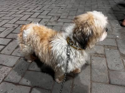 Shih Tzu Full active heavy bone
