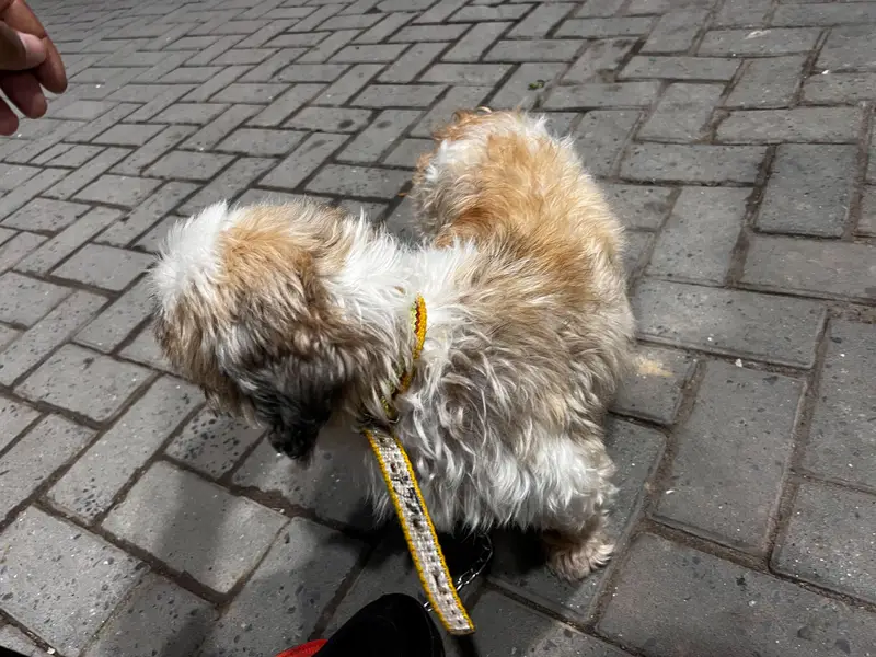 Shih Tzu Full active heavy bone — photo 2