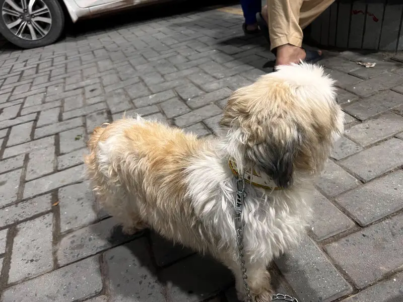 Shih Tzu Full active heavy bone — photo 3