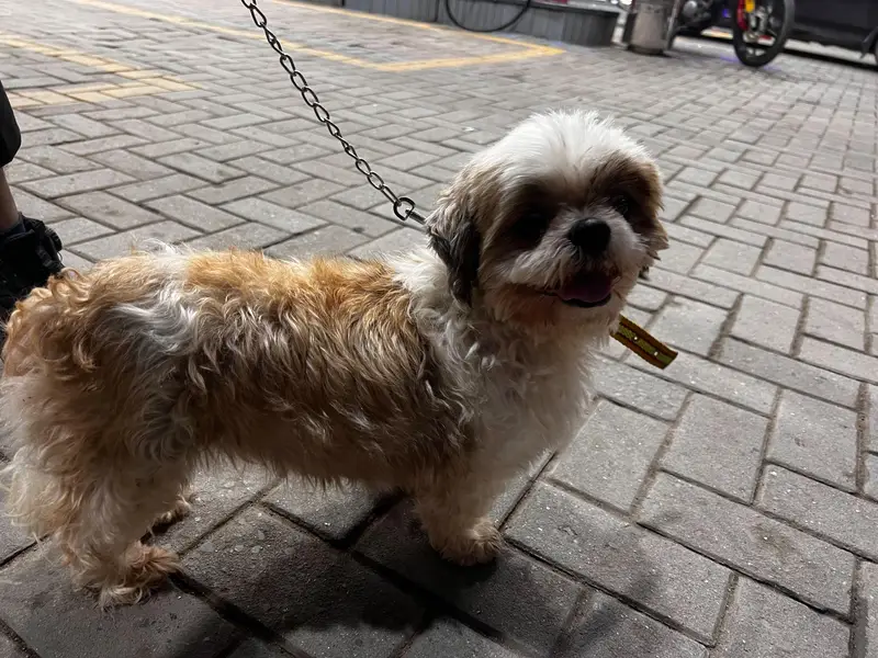 Shih Tzu Full active heavy bone — photo 4