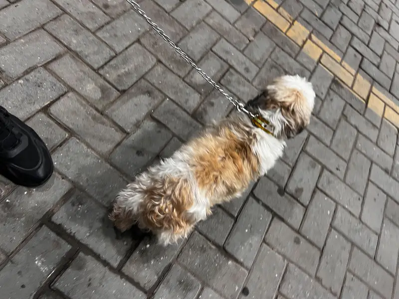 Shih Tzu Full active heavy bone — photo 5