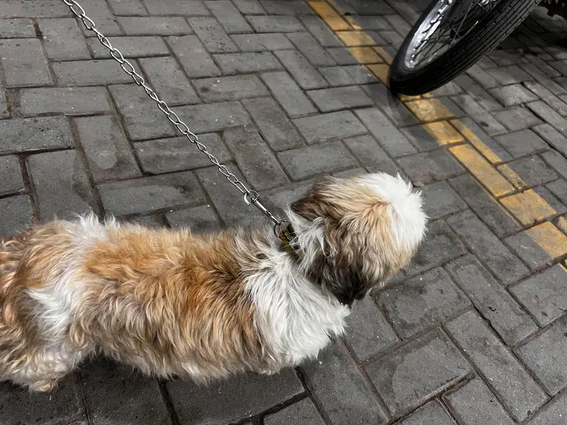 Shih Tzu Full active heavy bone — photo 6