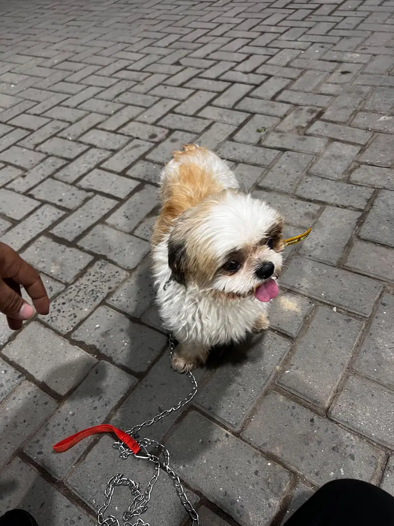 Shih Tzu Full active heavy bone — photo 7