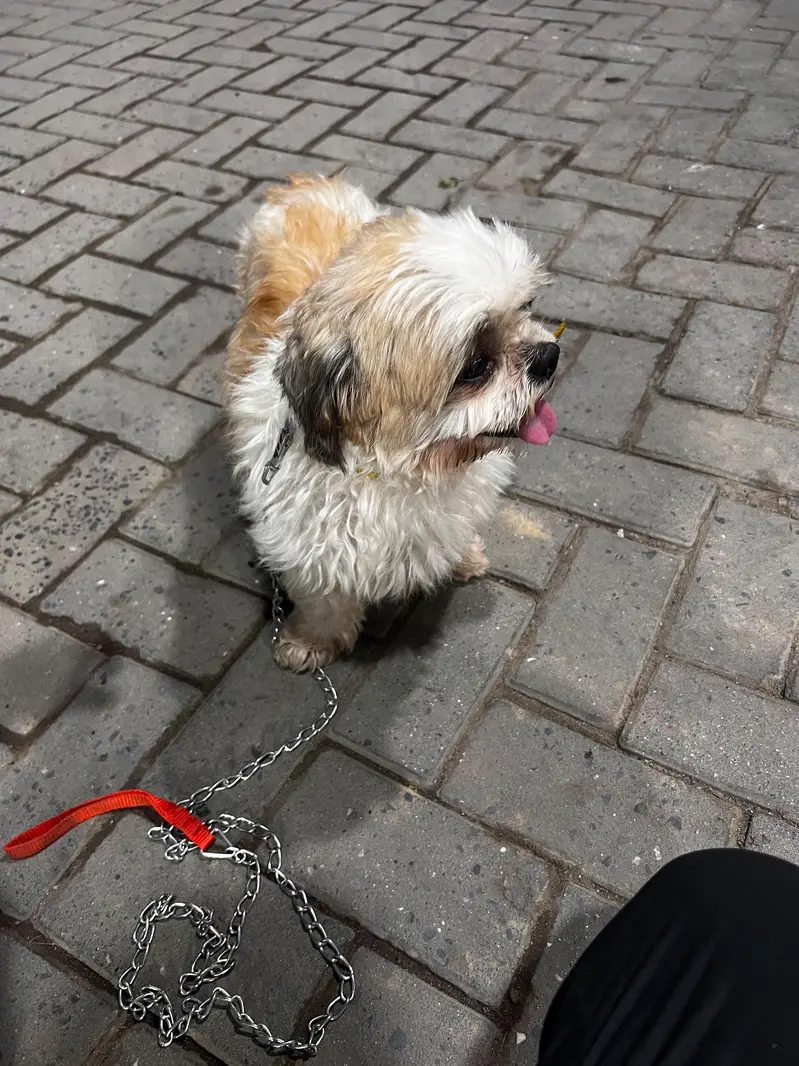 Shih Tzu Full active heavy bone — photo 8