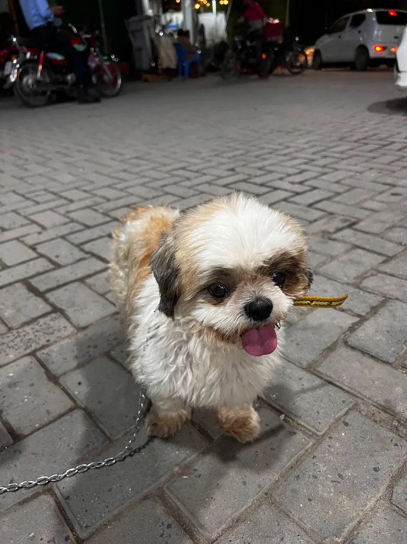 Shih Tzu Full active heavy bone — photo 9