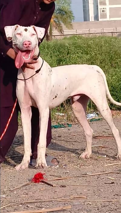 pure kuhati gultair male rid nos blue eyes healthy and active