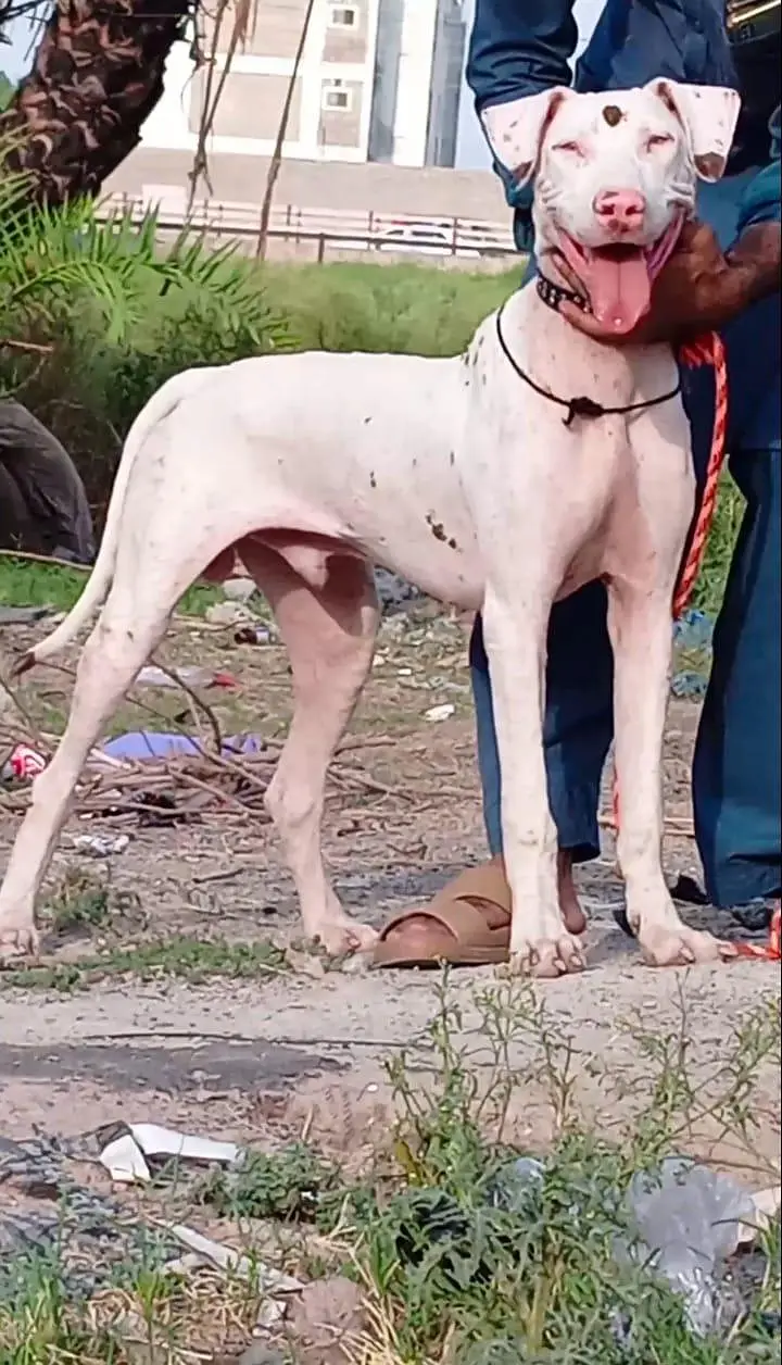 pure kuhati gultair male rid nos blue eyes healthy and active — photo 2