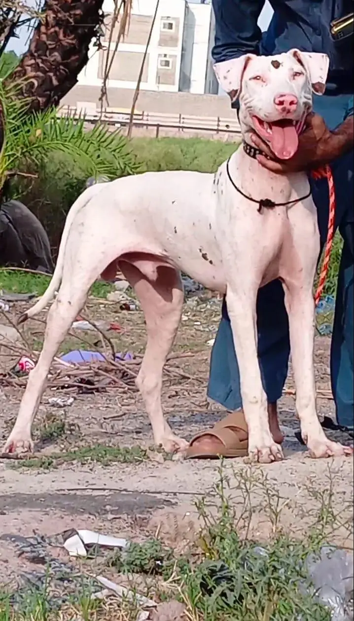 pure kuhati gultair male rid nos blue eyes healthy and active — photo 4