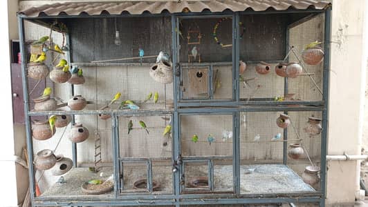 Parrot