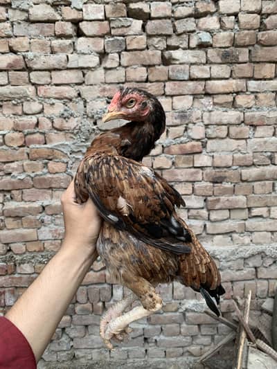 Miawali Aseel Hens