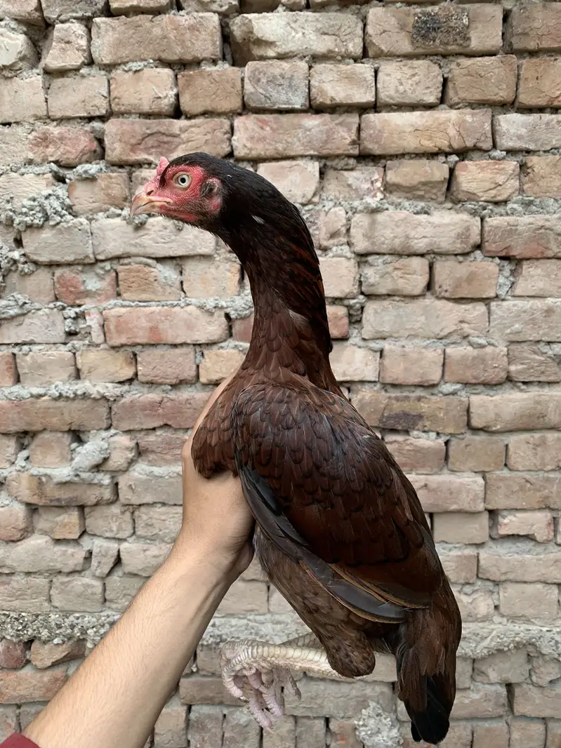 Miawali Aseel Hens — photo 2