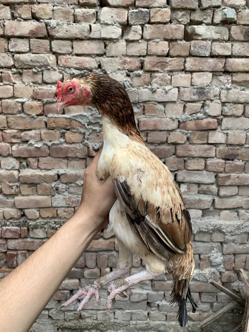 Miawali Aseel Hens — photo 3