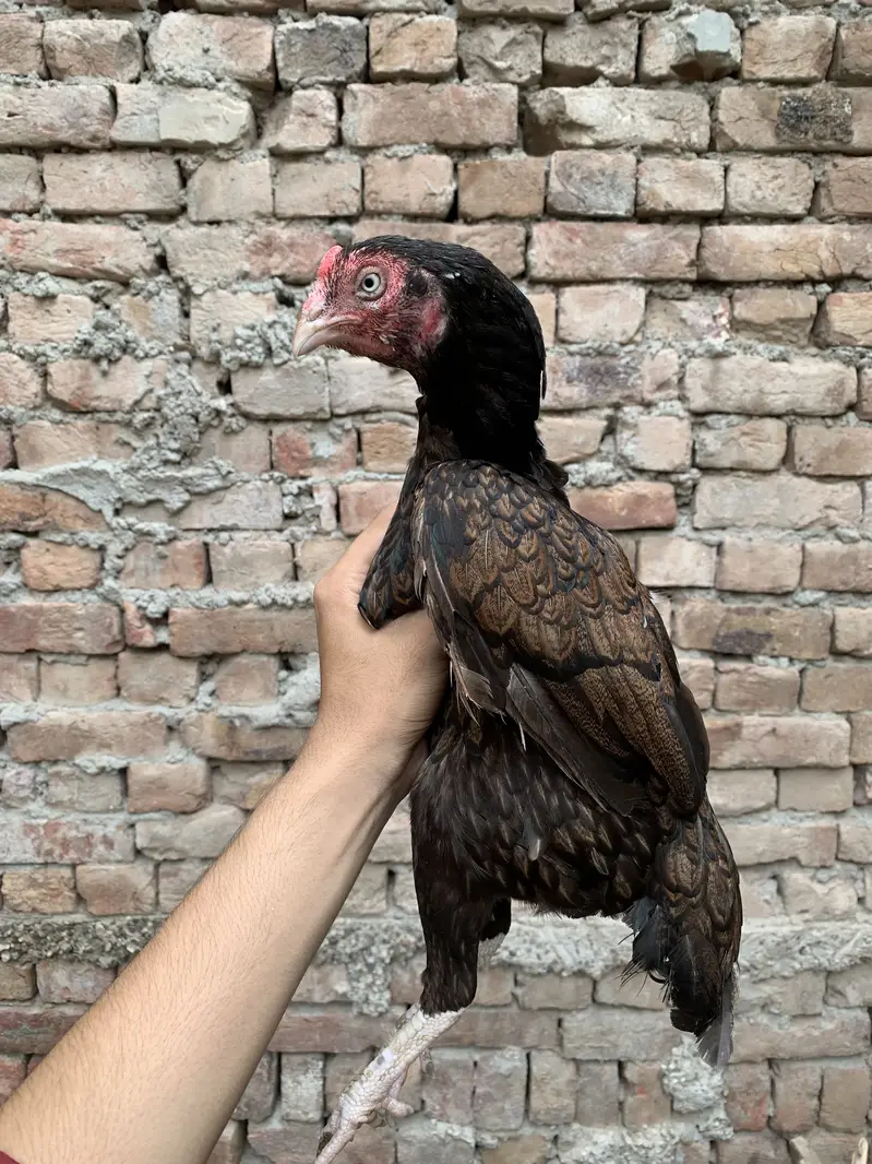 Miawali Aseel Hens — photo 4