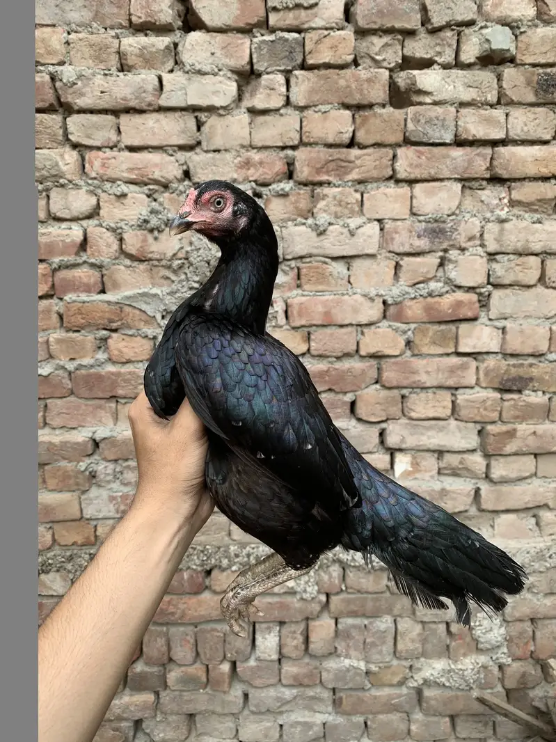 Miawali Aseel Hens — photo 5